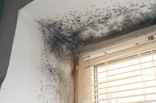Affordable Basement Mold Removal solutions in Pflugerville, TX
